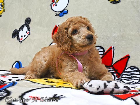 �X�^���v�[�e��